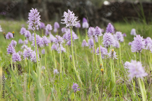 Orchid meadow of the species Orchis italica sometimes orchids bloom with thousands of specimens such as this meadow