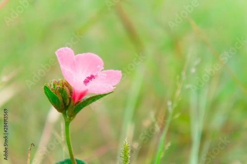 Pink flower plant blooming in the nature garden On a refreshing day