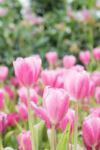 pink tulip flowers garden   tulip blooming blossom in the garden