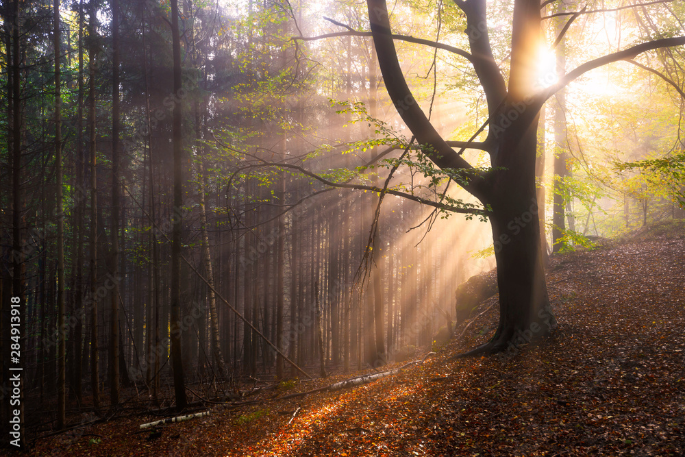 Foggy forest during autumn sunrise, Saxon Switzerland, Germany