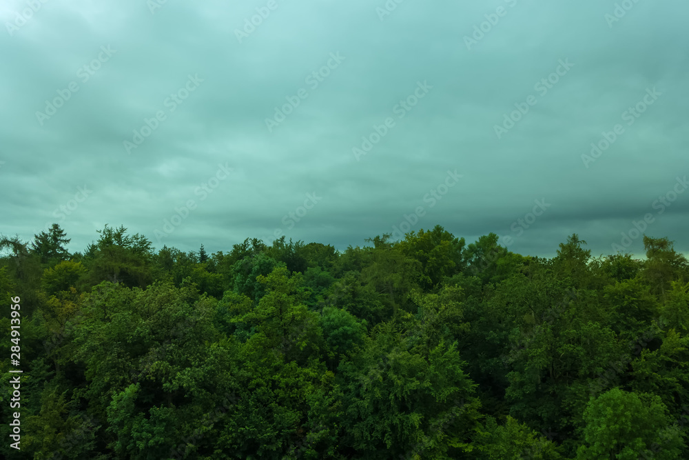 A forest on a cloudy morning