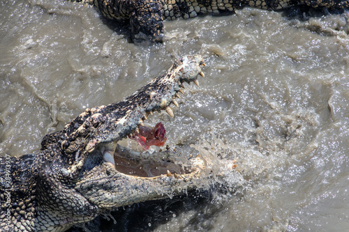 Crocodile in the water eats meat. Hungry crocodile tearing meat on splashing water surface.