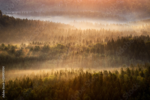 Foggy forest during autumn sunrise, Saxon Switzerland, Germany