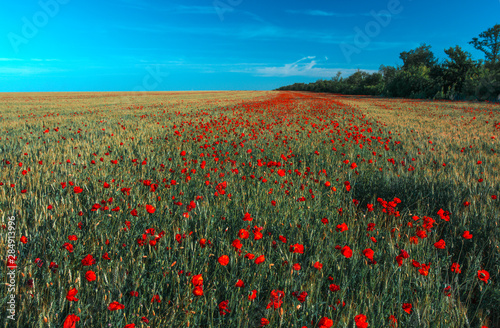 wild  pink flowers poppies in the field at sunset