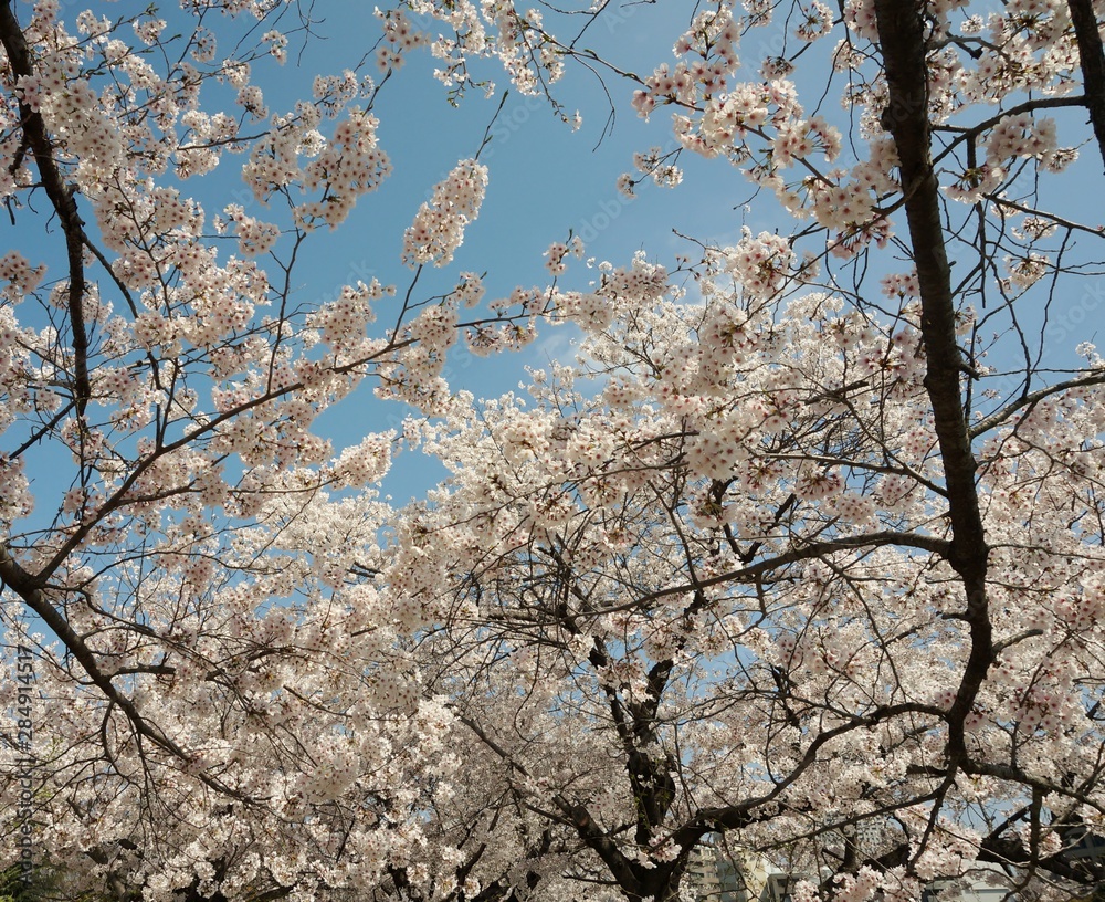 Focused Shot of Blossoming Cherry Tree with White Flowers Focused Shot of Blossoming Cherry Tree with White Flowers