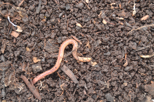 Earthworm photographed closely, as it enters the soil that has been fertilized.