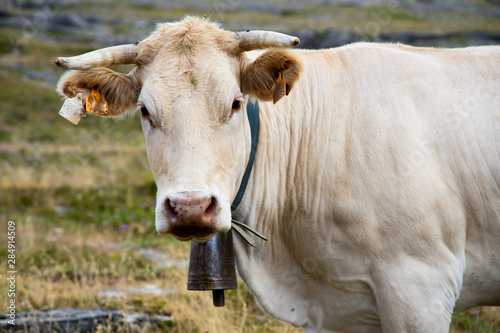 vacas y toros en libertad en las montañas de los pirineos en españa