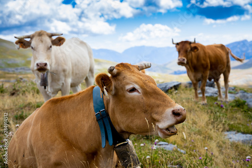 vacas y toros en las montañas de los pirineos en españa