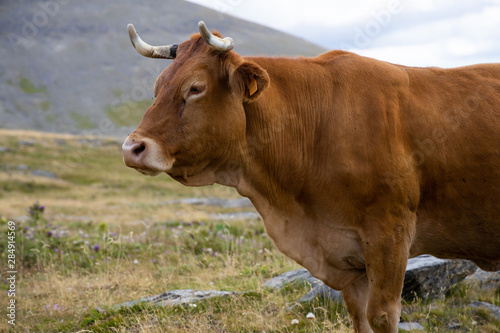 vacas y toros en las montañas de los pirineos en españa