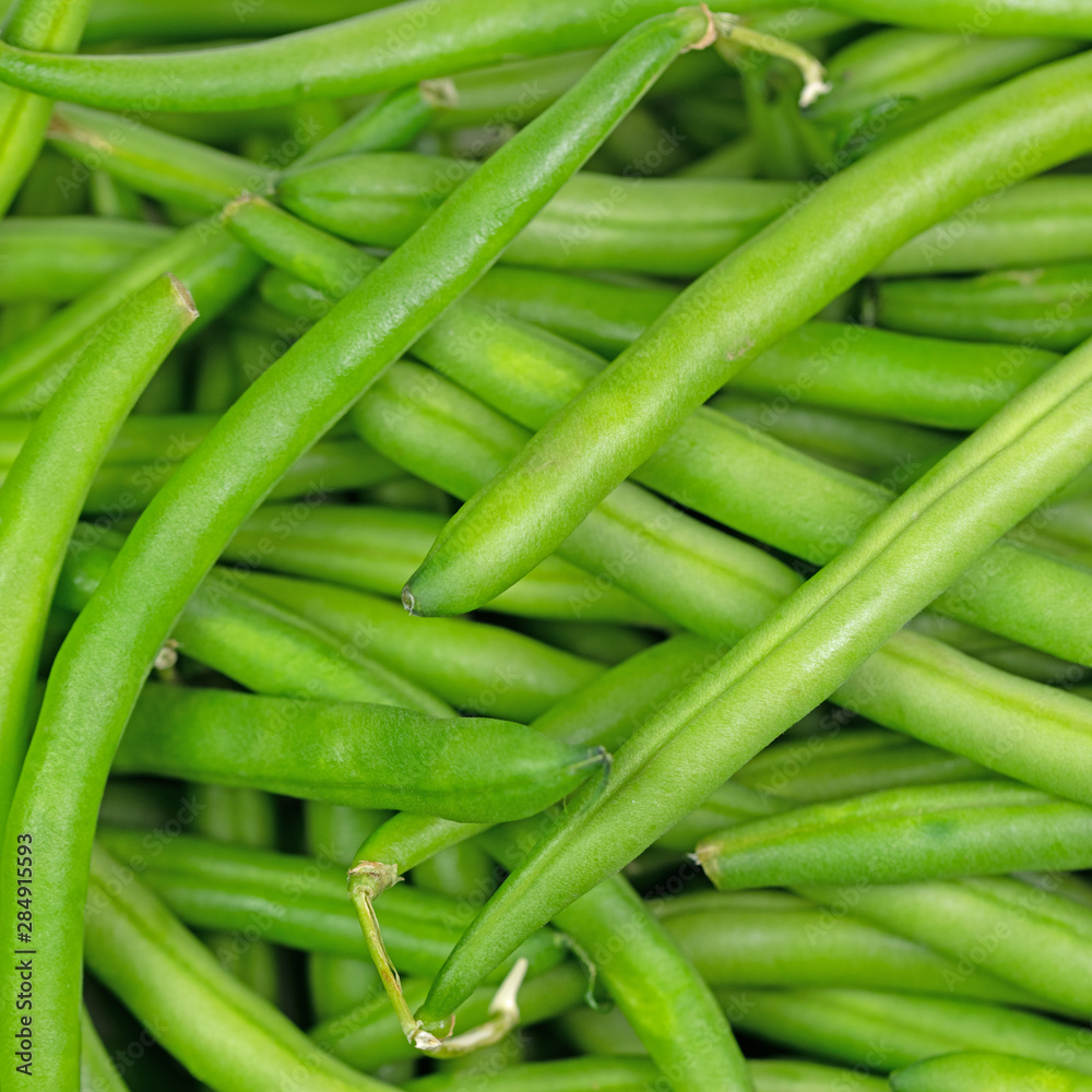 Grüne Bohnen, Phaseolus vulgaris