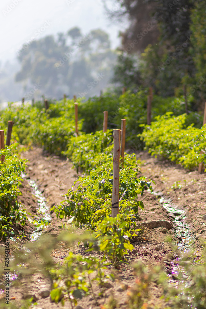 Fototapeta premium View of Zucchini Plantation in Peru