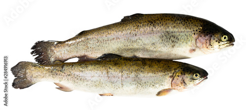Raw trout fish