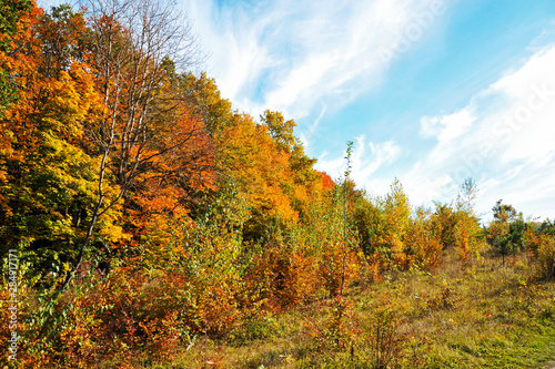 Fototapeta Naklejka Na Ścianę i Meble -  autumn yellow trees on a background of blue sky