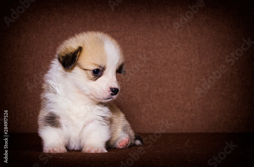 little welsh corgi puppy looking © Happy monkey