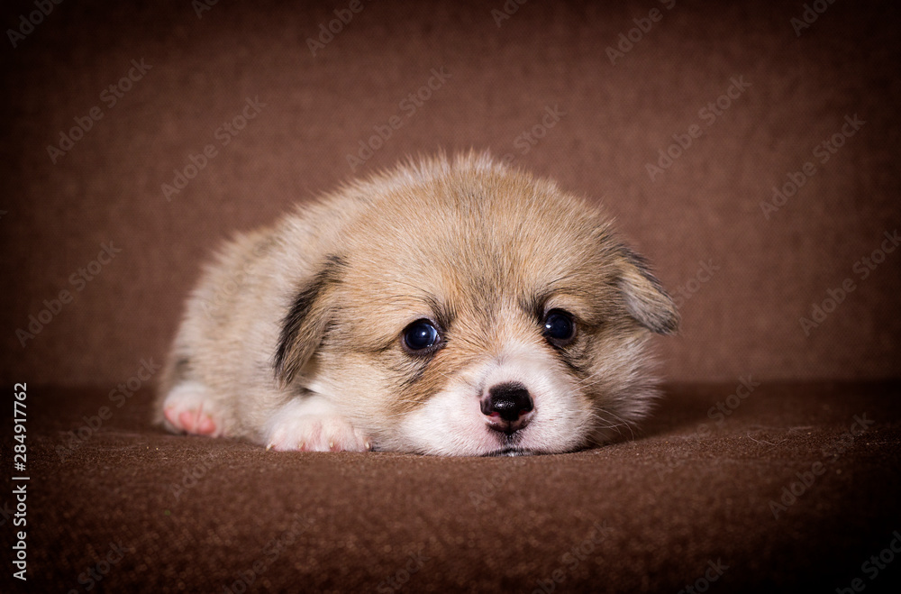 little welsh corgi puppy looking - obrazy, fototapety, plakaty 