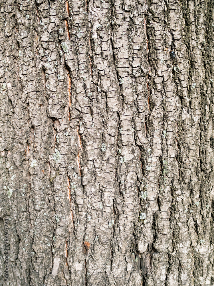 vertical background - bark of old lime tree vertical background - bark of old lime tree