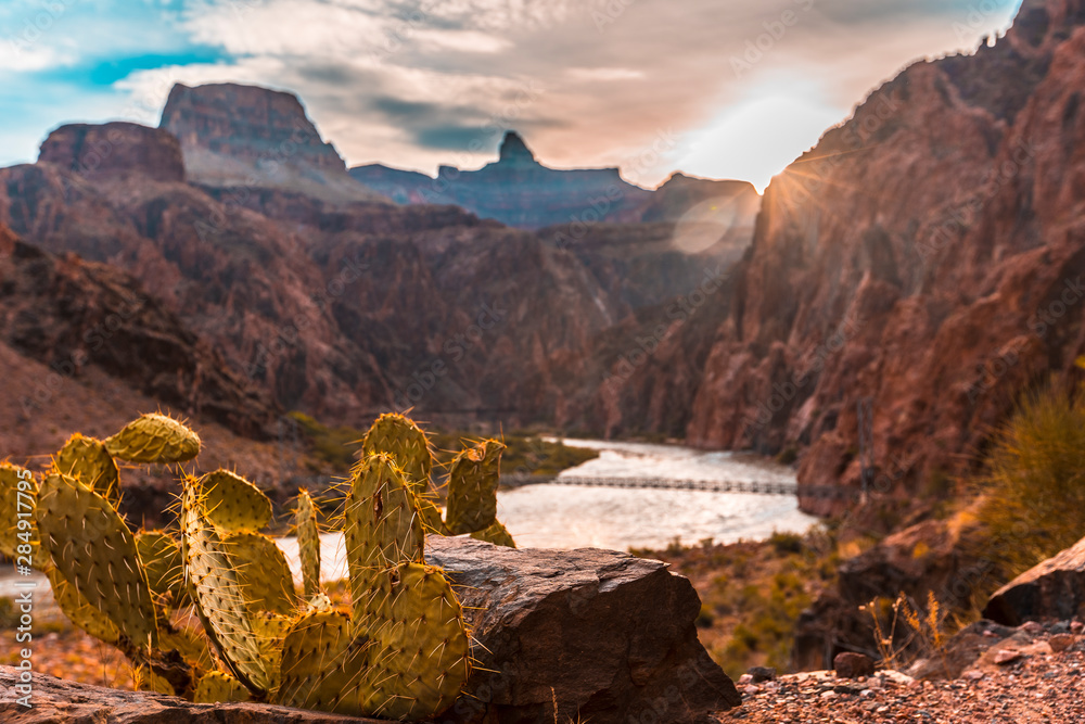 Dawn behind some cacti on the Colorado River on the Bright Angel Trailhead route in the Grand Canyon. Arizona