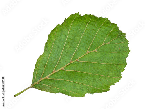 back side of natural green leaf of alder tree