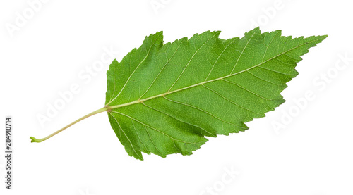 back side of natural green leaf of amur maple tree