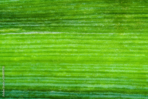 green surface of leek leaf close-up