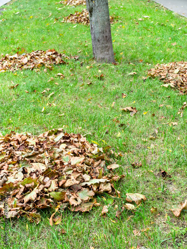 heaps of fallen leaves on green lawn of street
