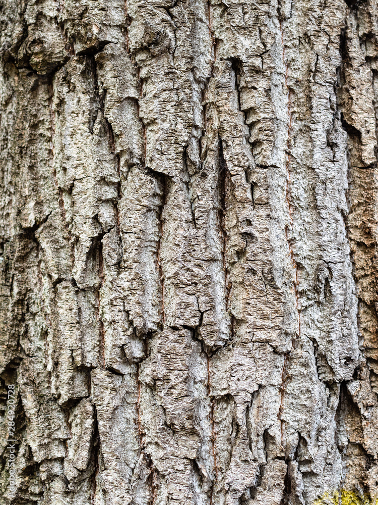 Fototapeta premium vertical background - old bark of poplar tree