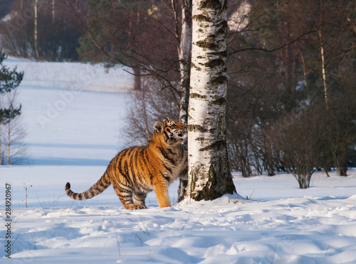 Siberian tiger near birch tree in winter - Panthera tigris altaica © sci