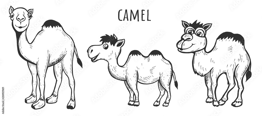 Funny hand drawn desert camels family Funny hand drawn desert camels family