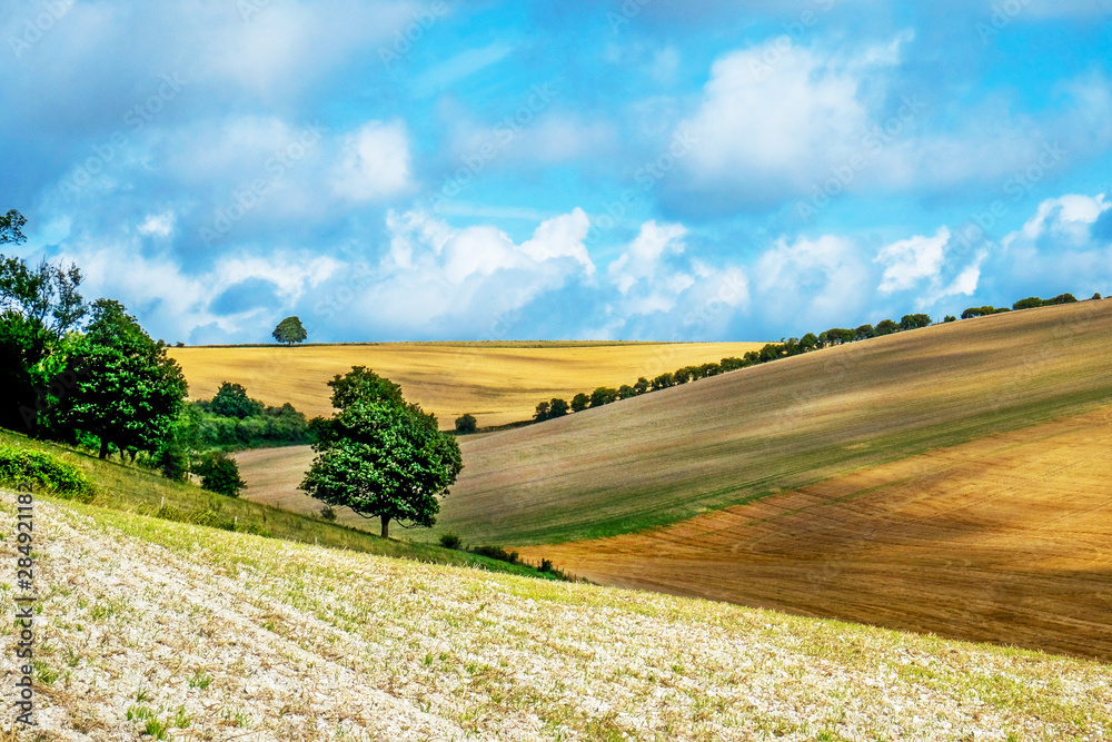 Fototapeta premium Sussex, English countryside, rolling hills with golden crops growing