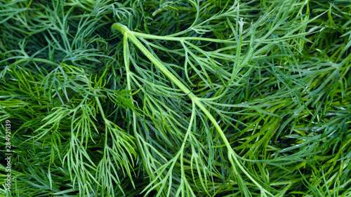 panoramic green food background from dill herb