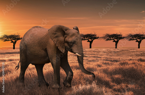 Wild elephant in the African savanna against the background of a beautiful orange sunset.