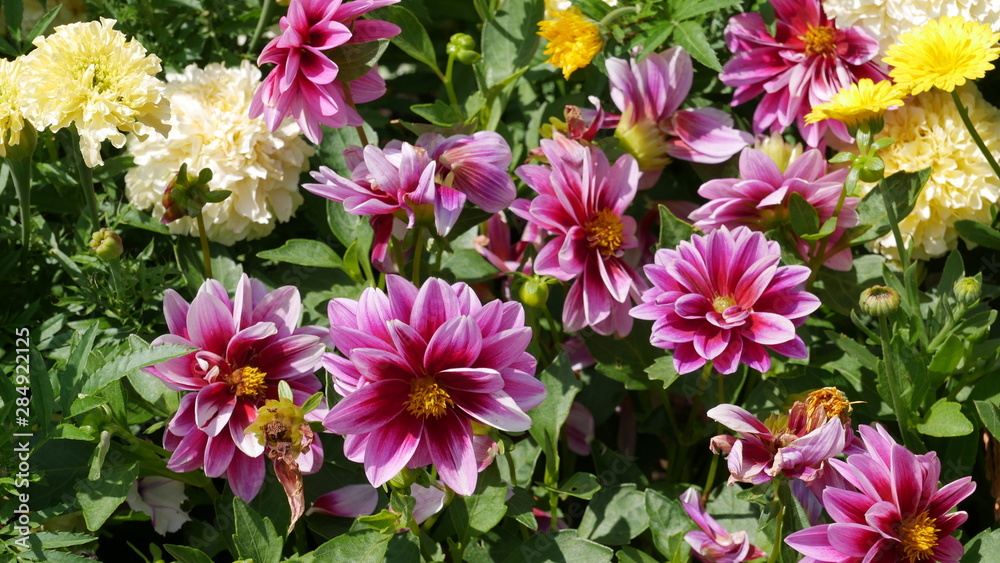 Blumen Blumen