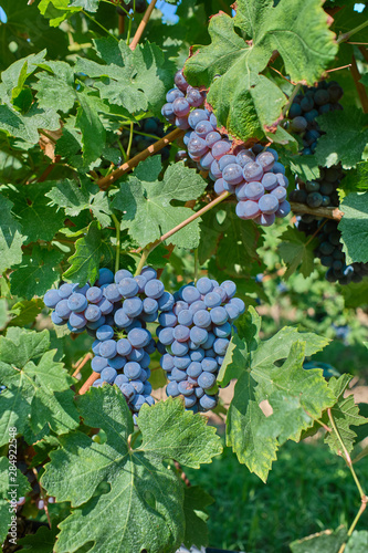 Wallpaper Mural Red grape variety. Good grape harvest. Grapes in vineyard raw ready for harvest in Italy. Torontodigital.ca
