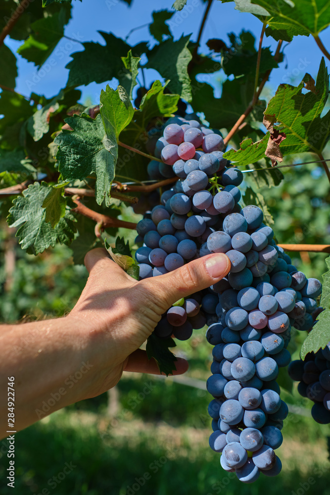 Obraz premium Red grape variety, grape harvest, grape bunch in hand. Grapes in vineyard raw ready for harvest in Italy.