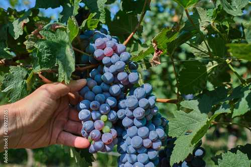 Red grape variety, grape harvest, grape bunch in hand. Grapes in vineyard raw ready for harvest in Italy.