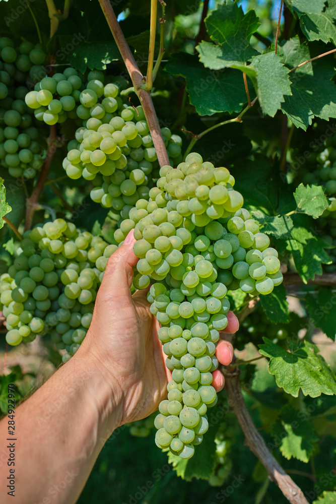 Green grapes on the bush, grape harvest, bunch of grapes in the hand.