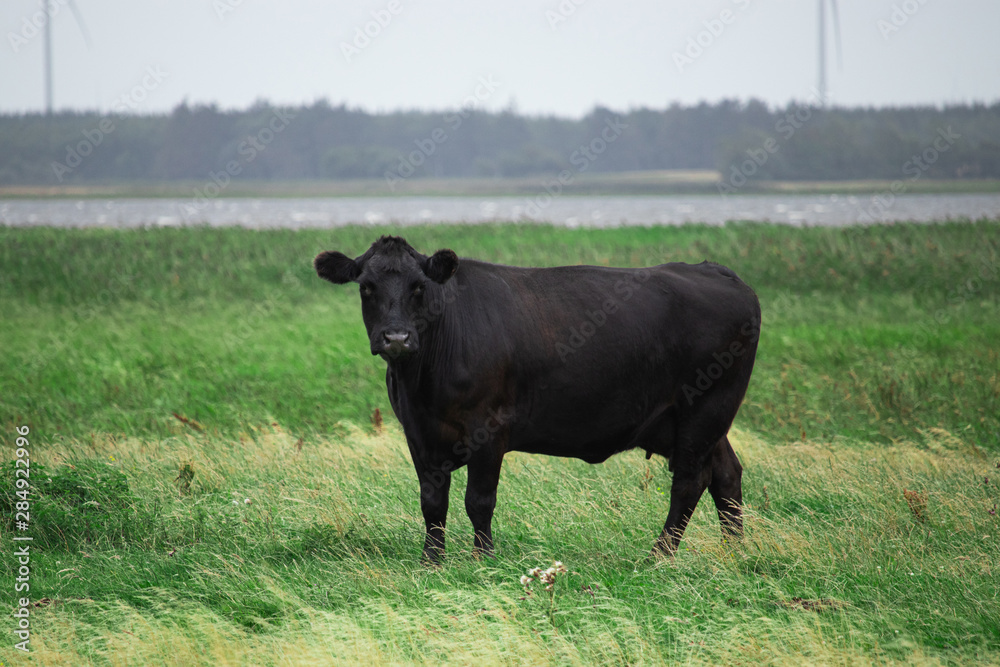 Black angus cow on the field in Denmark Black angus cow on the field in Denmark