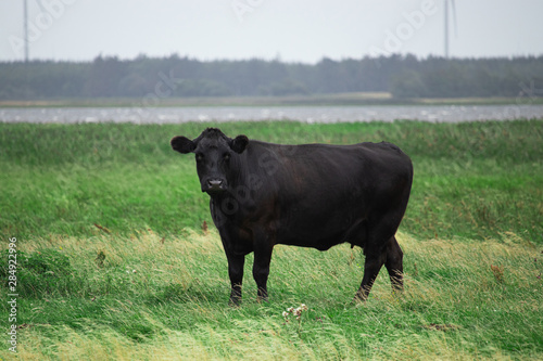 Black angus cow on the field in Denmark © maksonzolo