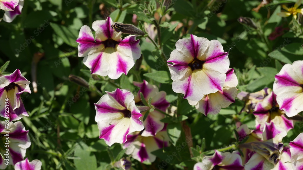 Blumen Blumen