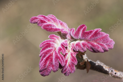 Quercus pyrenaica reddish spring bud as if it were made of red velvet