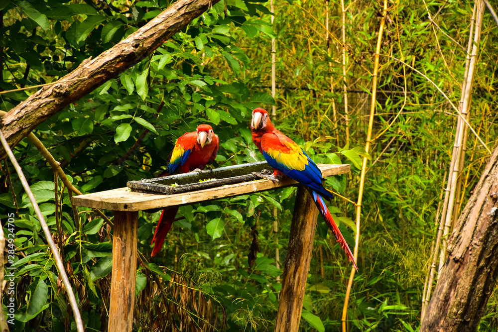 Obraz premium Parrot on branch