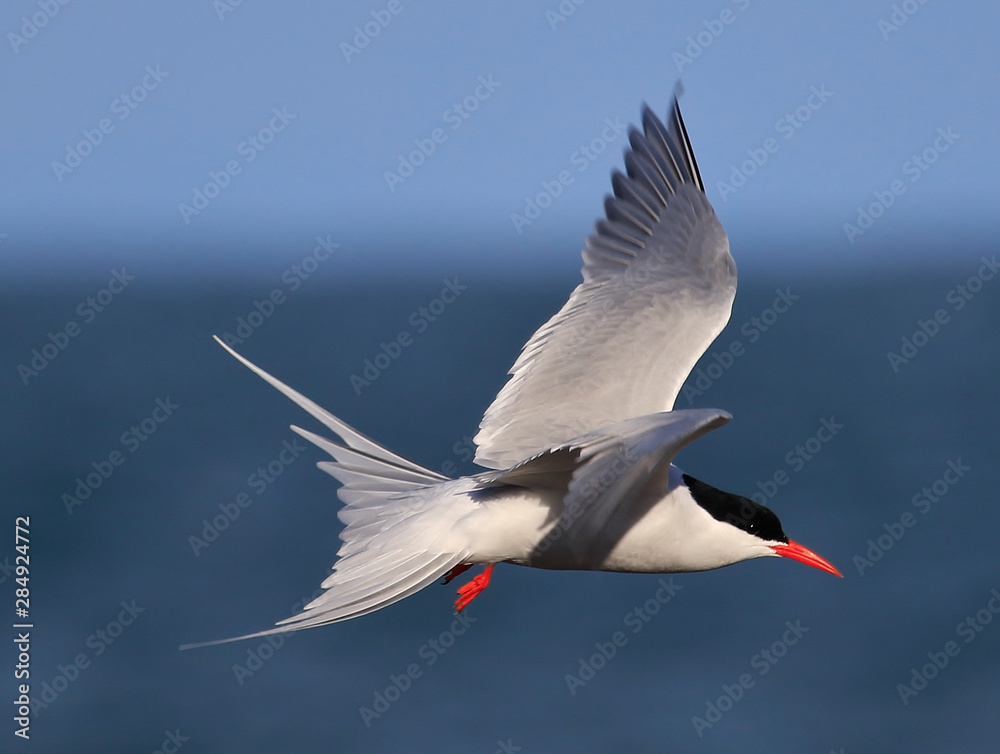 Obraz premium Breeding Arctic Tern in Australasia