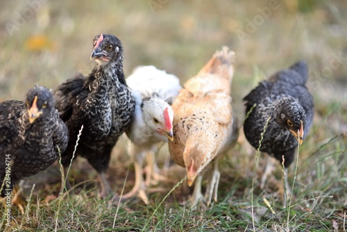 Group of young chicken free wandering outdoors
