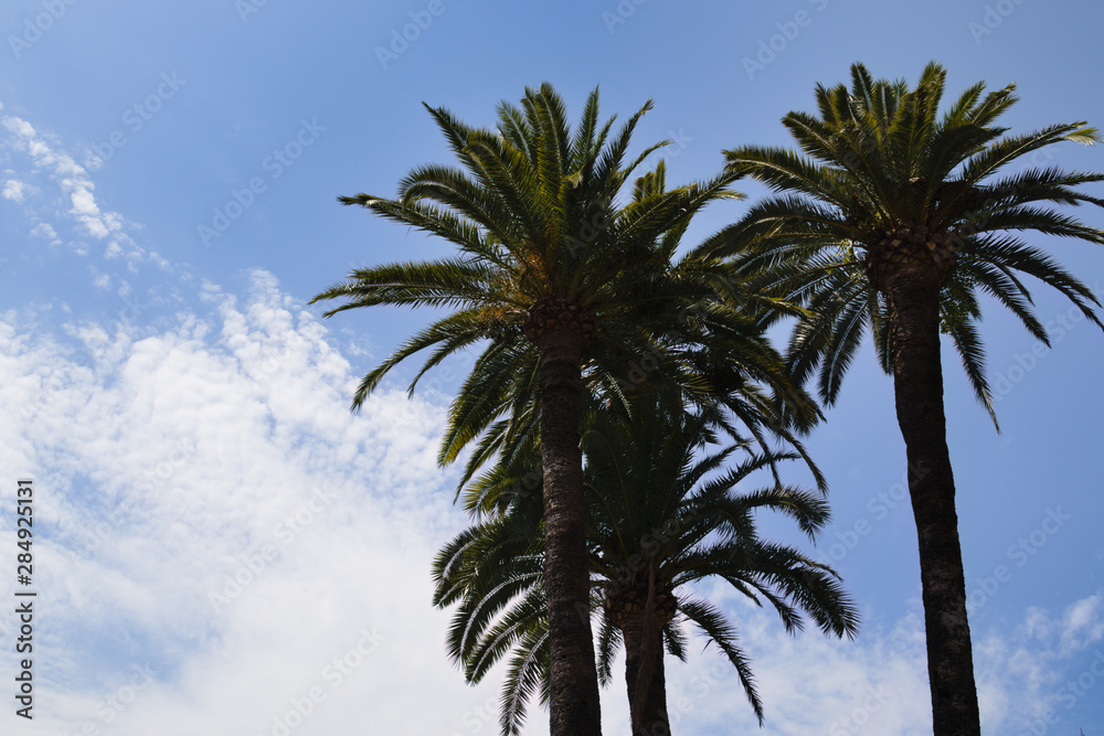 palm trees against blue sky