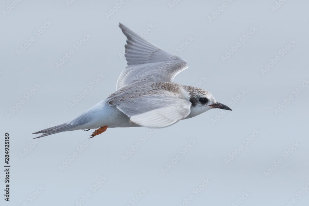 Black Fronted Tern Endemic to New Zealand Black Fronted Tern Endemic to New Zealand