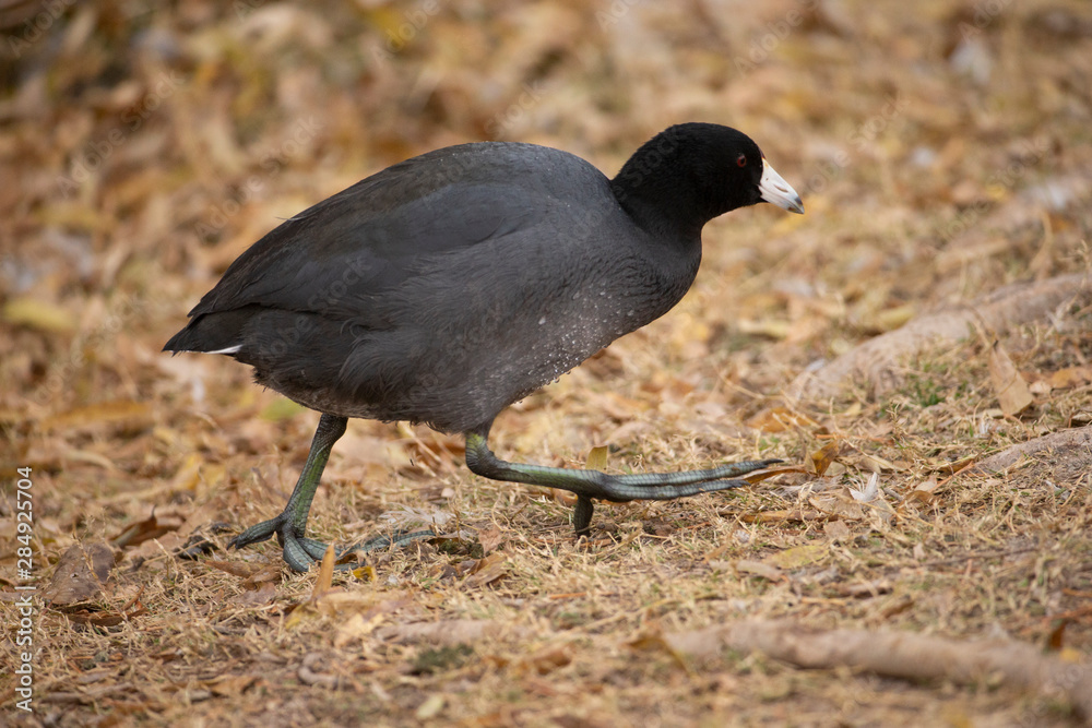 American Coot running on shore in marsh American Coot running on shore in marsh