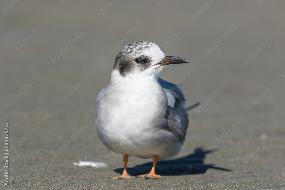 Black Fronted Tern Endemic to New Zealand Black Fronted Tern Endemic to New Zealand