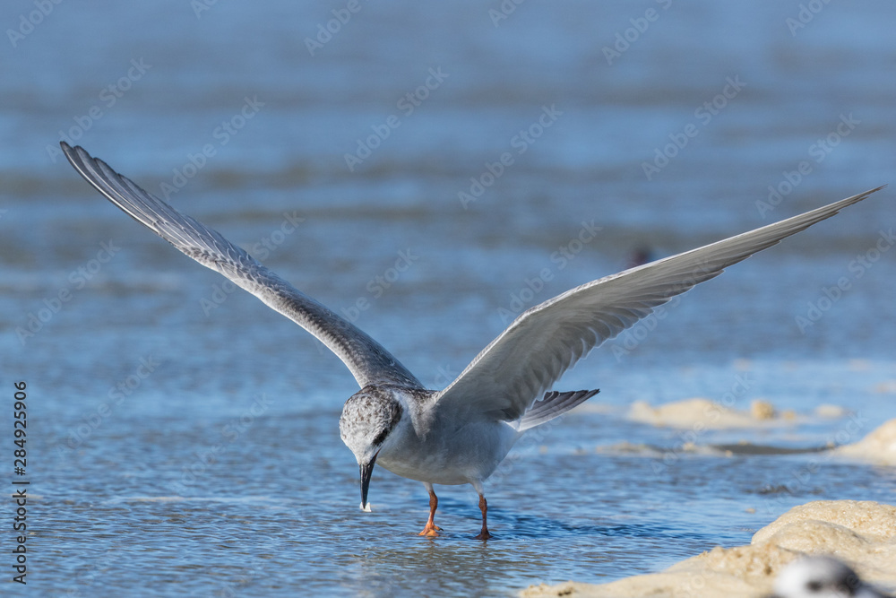 Black Fronted Tern Endemic to New Zealand Black Fronted Tern Endemic to New Zealand