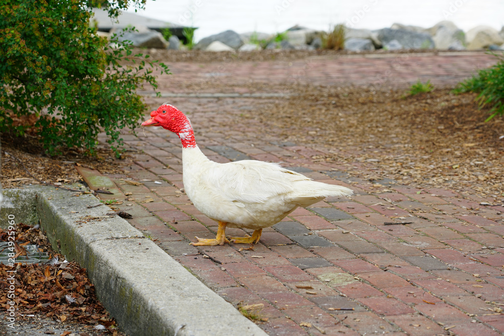 View of a white Muscovy Duck with wrinkled red head on the street in Chestertown, Maryland View of a white Muscovy Duck with wrinkled red head on the street in Chestertown, Maryland