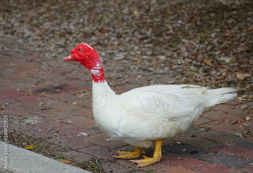 View of a white Muscovy Duck with wrinkled red head on the street in Chestertown, Maryland photo